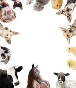 différents animaux sont en cercle